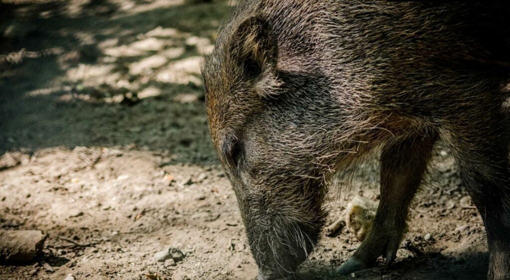 Wildpark Dünnwald Wildschwein